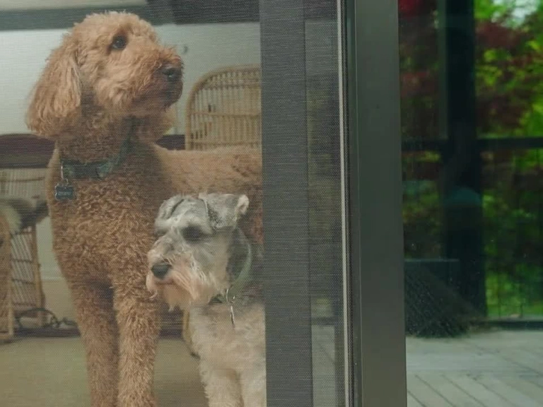 Sincan Menteşeli Sineklik Sinekten Kurtulmanın Yolu